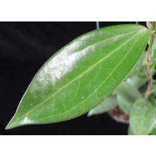 Hoya sp.649 (aff subquintuplinervis)   #649