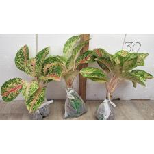 Аглаонема Сомпавтонг. / Aglaonema Sompawthong A-49