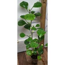 Фикус дельтовидный / Ficus deltoidea. (M)