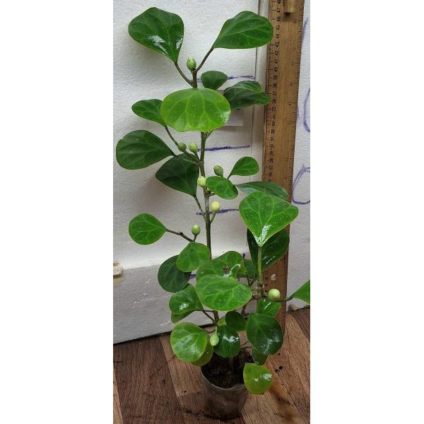 Фикус дельтовидный / Ficus deltoidea. (M)