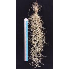 TILLANDSIA USNEOIDES