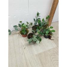 HOYA LACUNOSA "ESKIMO" (S)