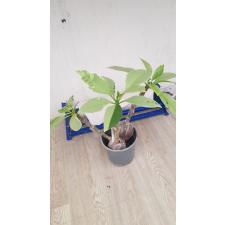 Plumeria (T01) 270