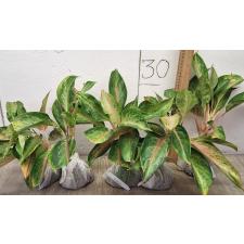 Аглаонема Амор. / Aglaonema Amor A-17