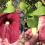 Aristolochia gigantea.
