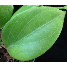 Hoya sp.583 (aff. cominsii) long leaf ho583