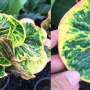 Codiaeum Bangkok Yai.