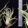 Tillandsia pruinosa