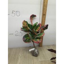 Codiaeum Amnat Charoen (F1) 75