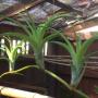 Tillandsia flexuosa 'Elatior Virens' (Cites)(S).