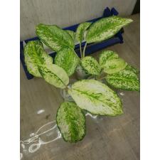 Aglaonema P-8 3 diamonds