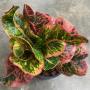 Codiaeum Petch Boosarin