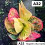 Codeium A32 Ngarm cha roen