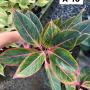 Aglaonema  Aurora - Sparkling Pink A-10