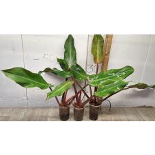 Филодендрон Оранжевый Мармелад / Philodendron ORANGE MARMALADE (M)