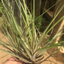 Tillandsia fasciculata Red Rover (narrow leaf).