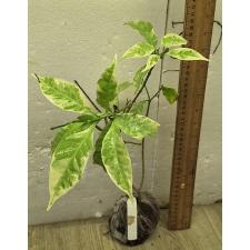 Табернемонтана растопыренная "Серебряный лист" / Tabernaemontana divaricata 'Silver leaf'