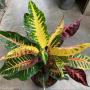 Codiaeum Flame Dragon