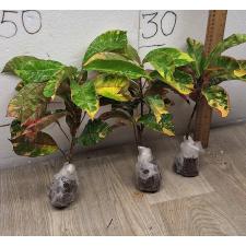 Codiaeum himarun dang