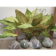 Аглаонема Фрозен черная / Aglaonema Frozen black A-27