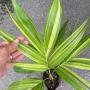Areca catechu variegata