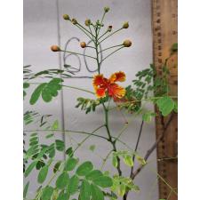 Caesalpinia pulcherrima (not variegated)