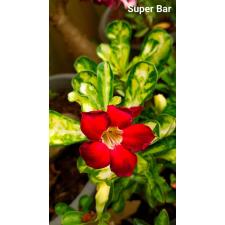 Adenium super bar