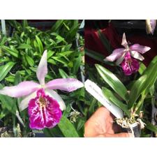 Лелия даяна / L.dayana