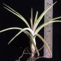 T. Califano (baileyi x ionantha) 12