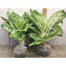 Аглаонема 3 Бриллианта / Aglaonema 3 diamonds A-4