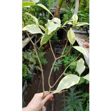 Tabernaemontana divaricata (white margin leaf) 176
