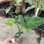 Syngonium wendlandii round leaf