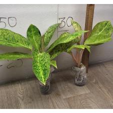 Aglaonema  Ruay tungpee A-107