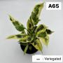 Codeium A65 Variegated