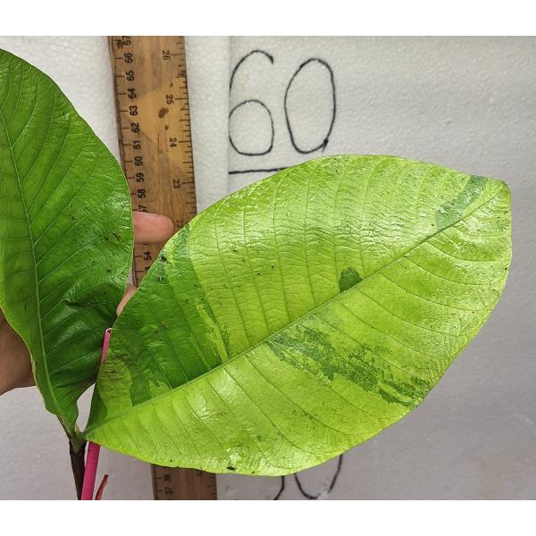 Гардения сутепенсис варегатная / Gardenia sootepensis variegated 207