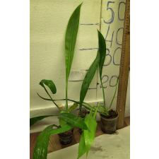 Филодендрон Крассинервум / Philodendron Crassinervium