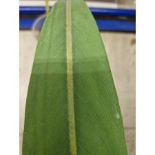 Philodendron sp.(T36) Pig skin 2+ lew стакан 900p