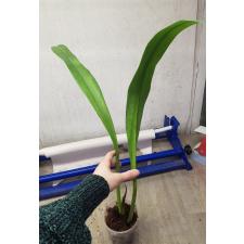 Philodendron 'Silver Leaf' стакан 450p