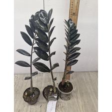 Zamioculcas zamiifolia SP (black leaf) 