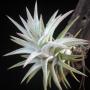 T. ionantha var. vanhyningii 'Supreme' 143