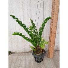 Nephrolepis exaltata cv Wagneri pot