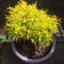 Euodia ridleyi (golden leaf).
