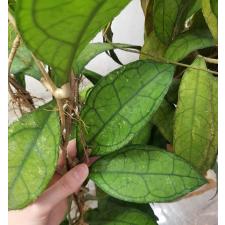 Hoya sp - Clemensiorum