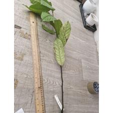 Goniothalamus marcanii (seedling) 215