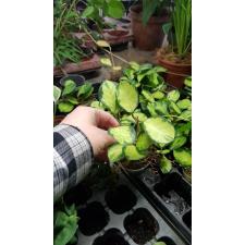 Hoya Australis lisa 1р