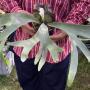 Platycerium Pewchan (willinckii x veitchii).