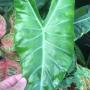 Alocasia sp.(T07) Thailand