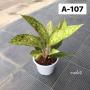 Aglaonema  Ruay tungpee  A-107