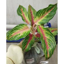 Aglaonema Panama - Red A-93