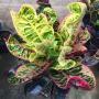 Codiaeum Tha Pra Pinklao
